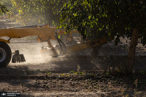 برداشت مکانیزه گردو در استان زنجان