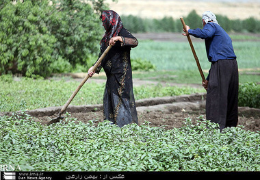 زمین های کشاورزی کمتر از حدنصاب فنی سنددار نمی شوند