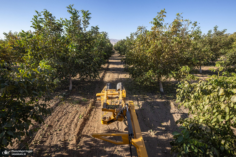 برداشت مکانیزه گردو در استان زنجان