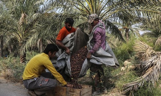 برداشت خرمای مجول کشت بافتی در بوشهر آغاز شد