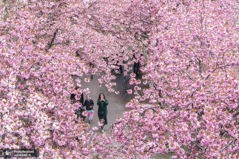 منتخب تصاویر امروز جهان- 13 اردیبهشت 1400