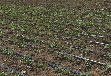 کشت بهاره گیاهان آب بر در چهارمحال و بختیاری ممنوع شد