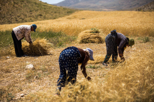 پرداخت 50 درصد از مطالبات گندمکاران آذربایجان غربی تاکنون