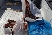 معدوم‌سازی حدود ۱۰۰ کیلوگرم گوشت غیربهداشتی در ماکو