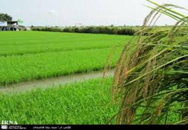 برنجکاری مازندران برنده اصلی سیلاب