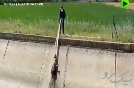  نجات بچه آهو از کانال آب در اسپانیا