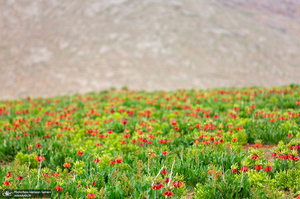 دشت لاله های واژگون کوهرنگ