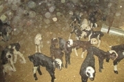 اجرای طرح انتقال ژن دوقلوزایی بر روی گوسفند نژاد کردی در خراسان شمالی