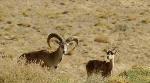 انجام طرح سرشماری پستانداران شاخص در پلدختر