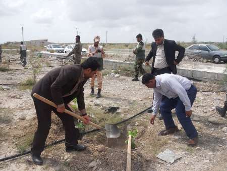 6 هزار اصله درخت در هرمزگان کاشته شد