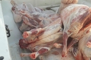ضبط و معدوم سازی 155 کیلوگرم گوشت کشتار غیرمجاز در هرسین