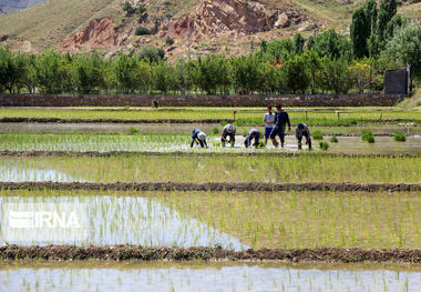 رنج برنجکاران خراسان شمالی