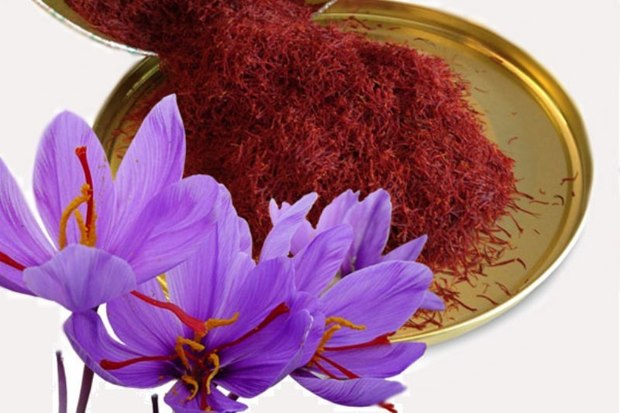 16 تن زعفران خشک در باخرز تولید شد