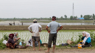 جنگ روانی دلالان برای افزایش قیمت برنج