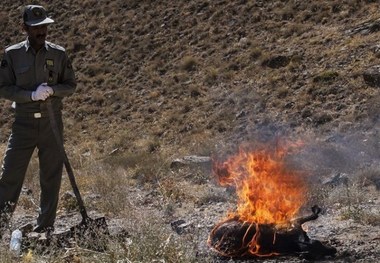 بیماری طاعون در پارک ملی خَبْر کنترل شد