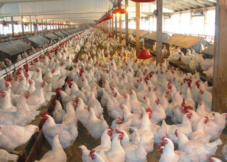 پرورش دهندگان مرغ گوشتی درگناوه با  دستاوردهای علمی آشنا شدند