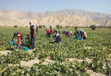 برداشت محصولات جالیزی در شهرستان خنج آغاز شد