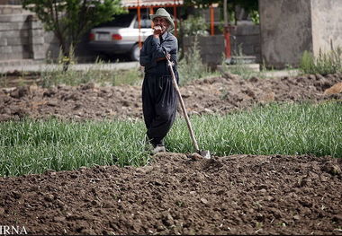 سایه کرونا بر روی کشاورزی کرمانشاه سنگین نیست