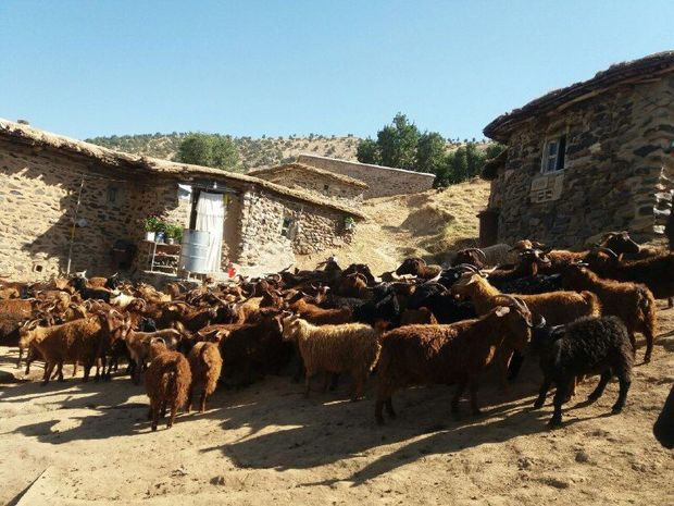 برنامه حفاظت از نژاد بز مرخز کردستان تهیه شد