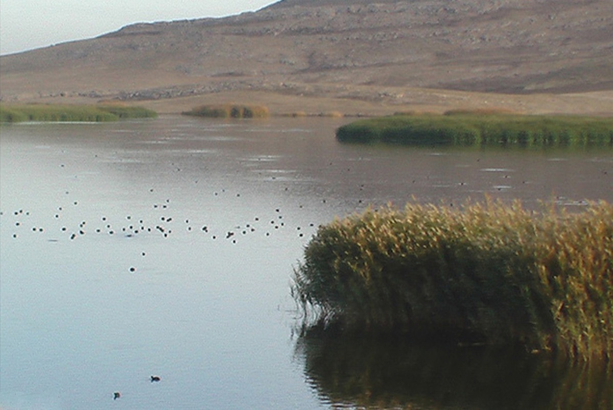 باران به جازموریان جان دوباره بخشید