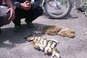 ۶ صیاد غیرمجاز ماهی در سد گلابر ایجرود دستگیر شدند
