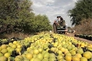 خسارت 627 میلیارد تومانی سرمازدگی با محصولات باغی استان زنجان