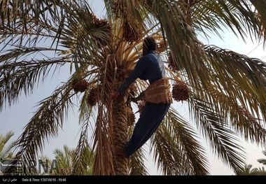 برداشت خرما در شادگان آغاز شد