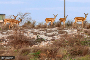 منتخب تصاویر امروز جهان- 10 بهمن