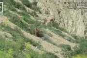 مشاهده یک جفت خرس قهوه ای در ارتفاعات سوادکوه