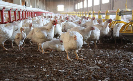 ادعای پرورش مرغ تریاکی در کشور جنجالی شد/ اتحادیه مرغداران گوشتی اطلاعیه داد