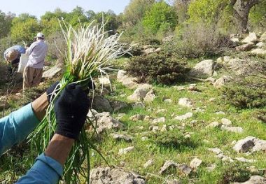 هرمزگان بدون کارخانه فرآوری و بسته بندی گیاهان دارویی