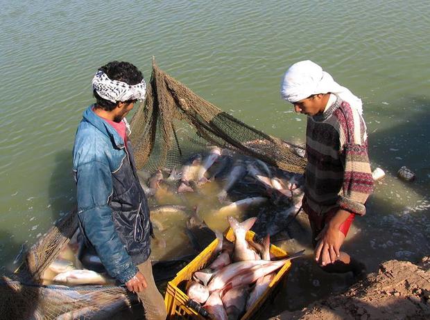 برداشت ماهی پرورشی در خرمشهر آغاز شد