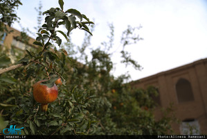 مدرسه دارالفنون