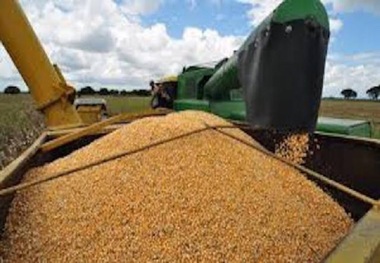 دولت جریمه دیرکرد به کشاورزان گندم کار می دهد