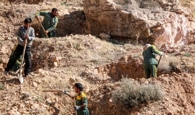 300 اصله نهال جنگلی در ارتفاعات تنگ خور لارستان کاشته شد