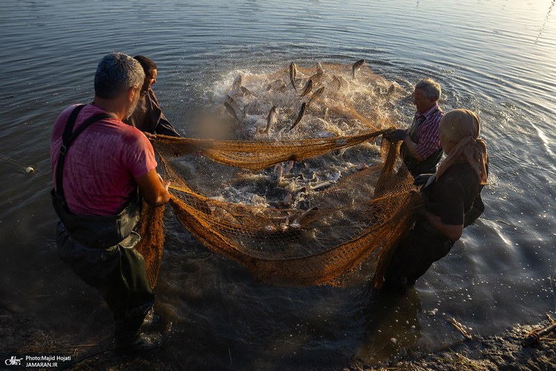 پرورش ماهی در آزادشهر استان گلستان