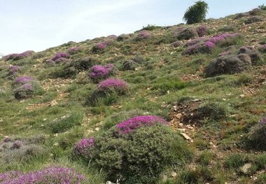 یک میلیارد تومان طرح مرتع‌داری در مراتع استان سمنان اجرا شد