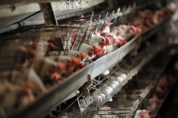 مرغداران یزدی امنیت زیستی را برای پشیگیری از شیوع آنفلوآنزا رعایت کنند