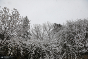 برف در چهل و پنجمین روز بهار 1402! + فیلم