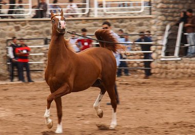 10 استان برای جشنواره اسب اصیل اعلام آمادگی کردند