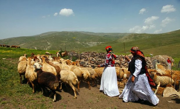 عشایر 25 درصد گوشت قرمز را تامین می کنند