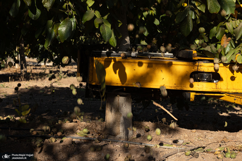 برداشت مکانیزه گردو در استان زنجان