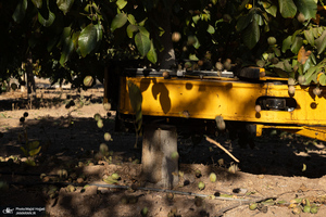 برداشت مکانیزه گردو در استان زنجان