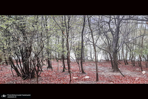 دریاچه آویدر نوشهر