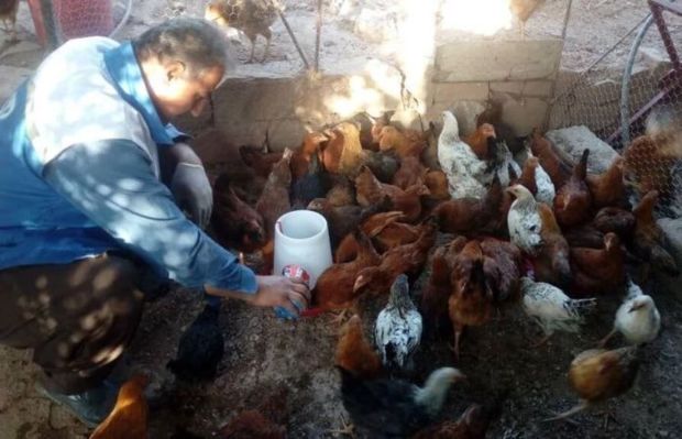 ایمن‌سازی طیور علیه بیماری نیوکاسل در ورامین آغاز شد