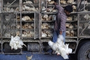 کشف 1200 قطعه مرغ قاچاق در شیروان