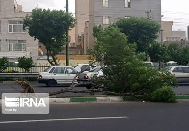 تندباد در همدان به ۸۸ درخت آسیب رساند