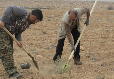 ۲۵ هزار اصله نهال در مهدی‌شهر توزیع می‌شود