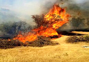 آتش‌سوزی در نیزارهای تالاب ولیعصر پلدختر  بررسی علت وقوع حریق از سوی کارشناسان