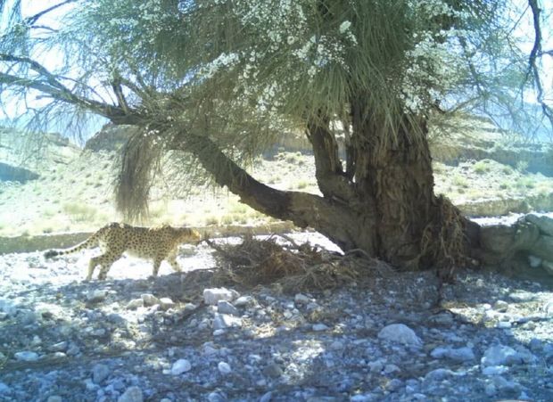 یوزپلنگ آسیایی در نایبندان طبس مشاهده شد